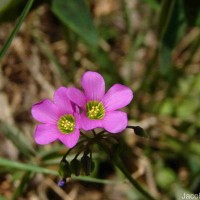 Oxalis latifolia Kunth